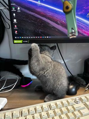 mèo anh lông ngắn, đực, xám xanh. Mua bán Mèo tại Thành phố Thủ Đức Tp Hồ Chí Minh được đăng bởi An