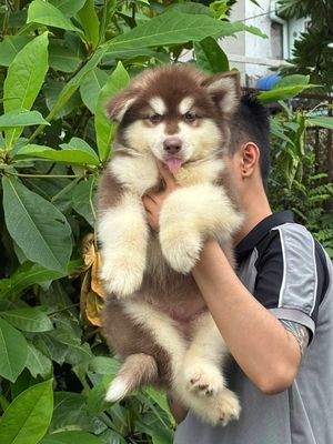 Chó Alaska đực cái 55 ngày tuổi