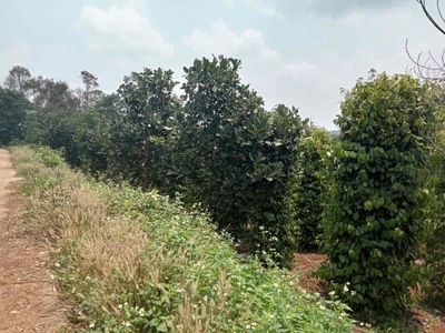 vừa bán- vừa tặng- vừa cho. Mua bán đất tại Huyện Đắk Mil Đắk Nông được đăng bởi Gia Huy