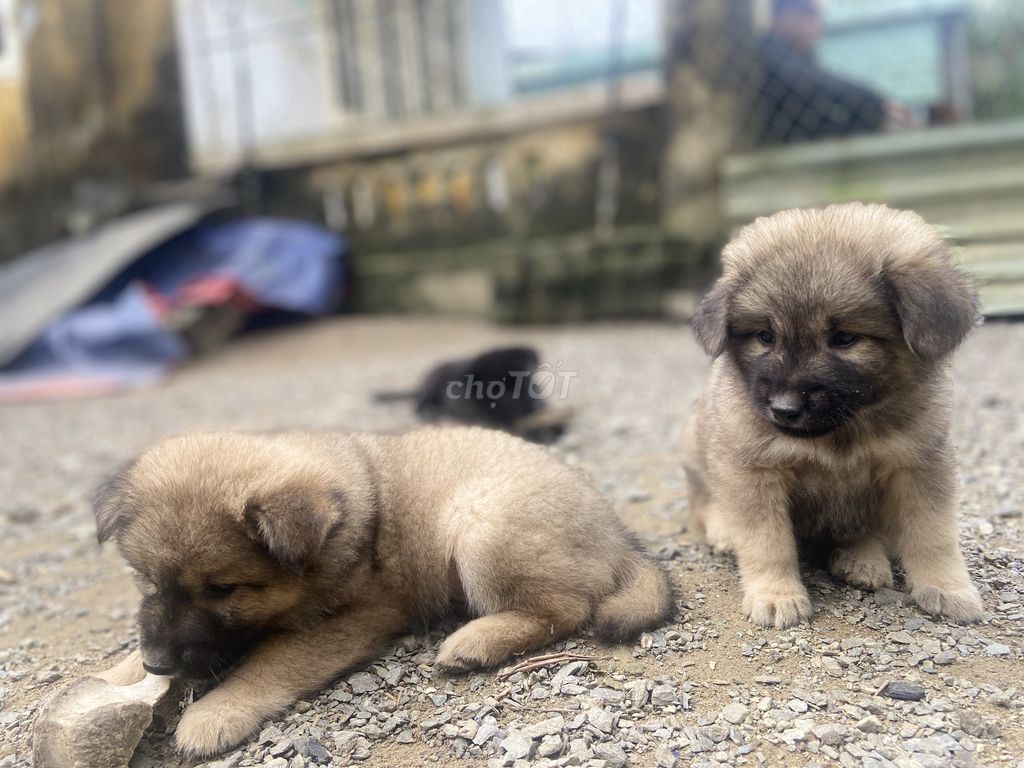 Chó lai xù giữ nhà, nuôi cảnh. Mua bán Chó tại Huyện Hòa Vang Đà Nẵng được đăng bởi Văn Hải hình 3