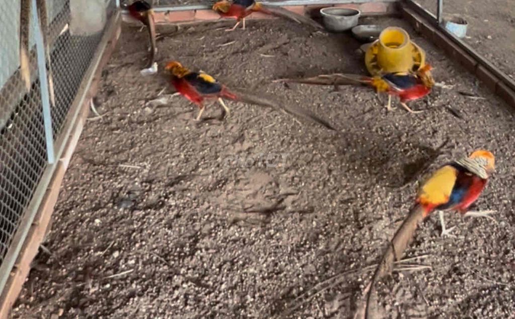 CHIM TRĨ 7 MÀU ĐỎ, NUÔI TRÊN 2 NĂM. Mua bán Chim tại Thành phố Thủ Đức Tp Hồ Chí Minh được đăng bởi VUI VẺ Tiệm cơm hình 4