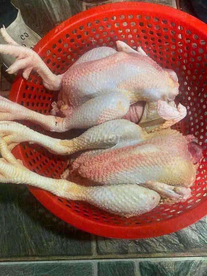 Gà ri trống 2.4-2.5kg thịt tươi. Mua bán Gà tại Huyện Vĩnh Bảo Hải Phòng được đăng bởi Nga Thuy hình 1