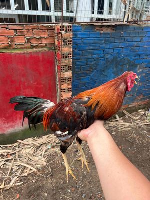 bán cặp siu mỹ nhấp ok do nhà k cho nuôi nữa. Mua bán Gà tại Quận Tân Phú Tp Hồ Chí Minh được đăng bởi Lê Minh
