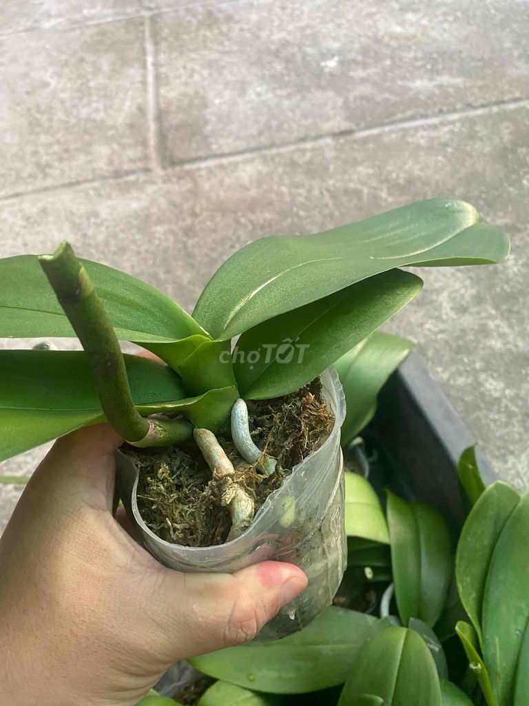 Lan hồ điệp con. Mua bán Cây cảnh, đồ trang trí tại Quận 12 Tp Hồ Chí Minh được đăng bởi Mr Thông hình 1