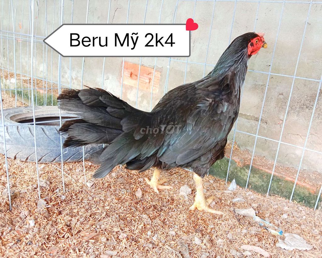 Beru Mỹ trạng 2k7