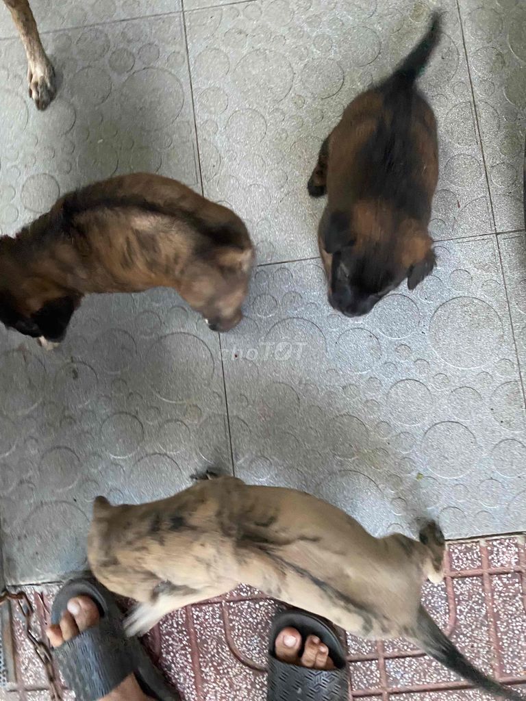 Chó Phú Quốc lai Đực Vện bạch hổ. Mua bán Chó tại Thành phố Biên Hòa Đồng Nai được đăng bởi Anh Hùng hình 1