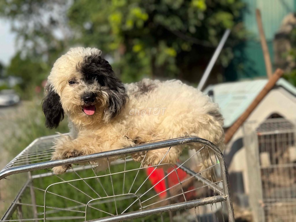 Poodle bò sữa cái 9 tháng.. Mua bán Chó tại Huyện Hoài Đức Hà Nội được đăng bởi Lạc Lạc  hình 1
