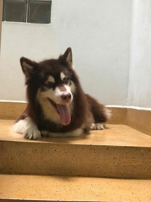 Chó Alaska - nâu cà phê - 30kg. Mua bán Chó tại Quận 6 Tp Hồ Chí Minh được đăng bởi Phòng Trọ Cô Trân Q6