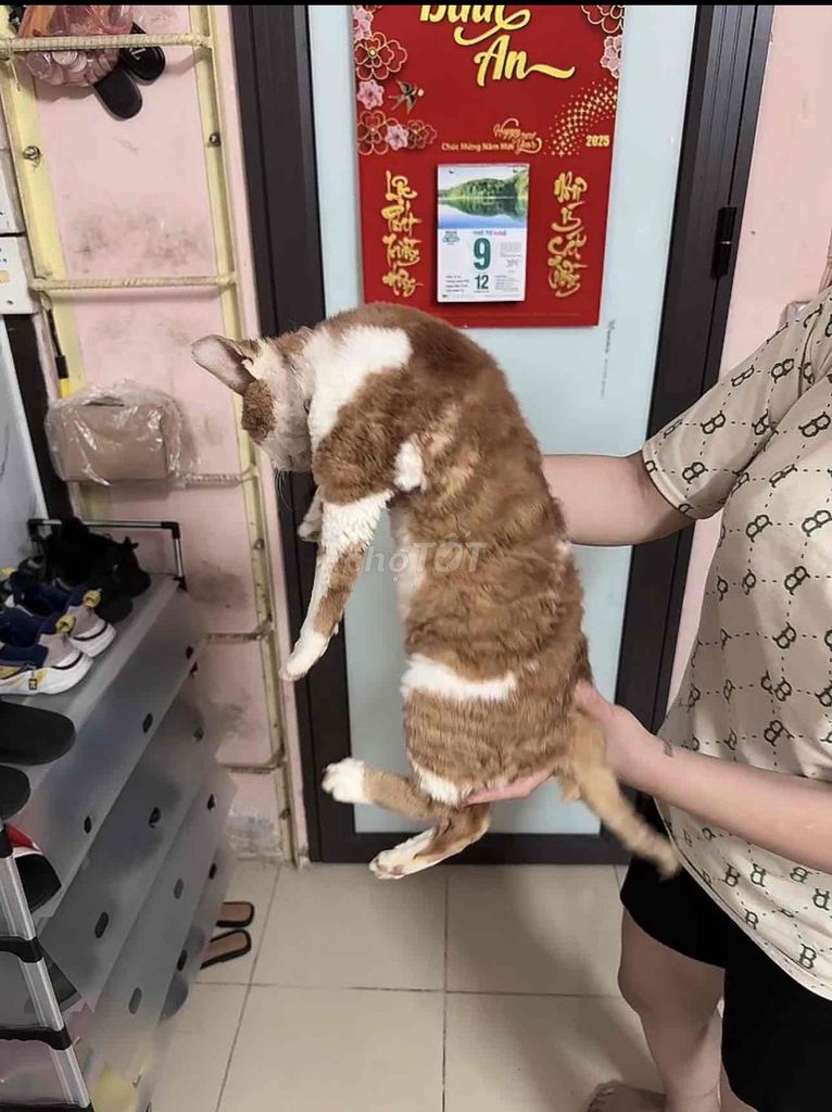 bé mèo lông xoăn cực thông minh. Mua bán Mèo tại Quận Ba Đình Hà Nội được đăng bởi Nguyễn Hoàng hình 4