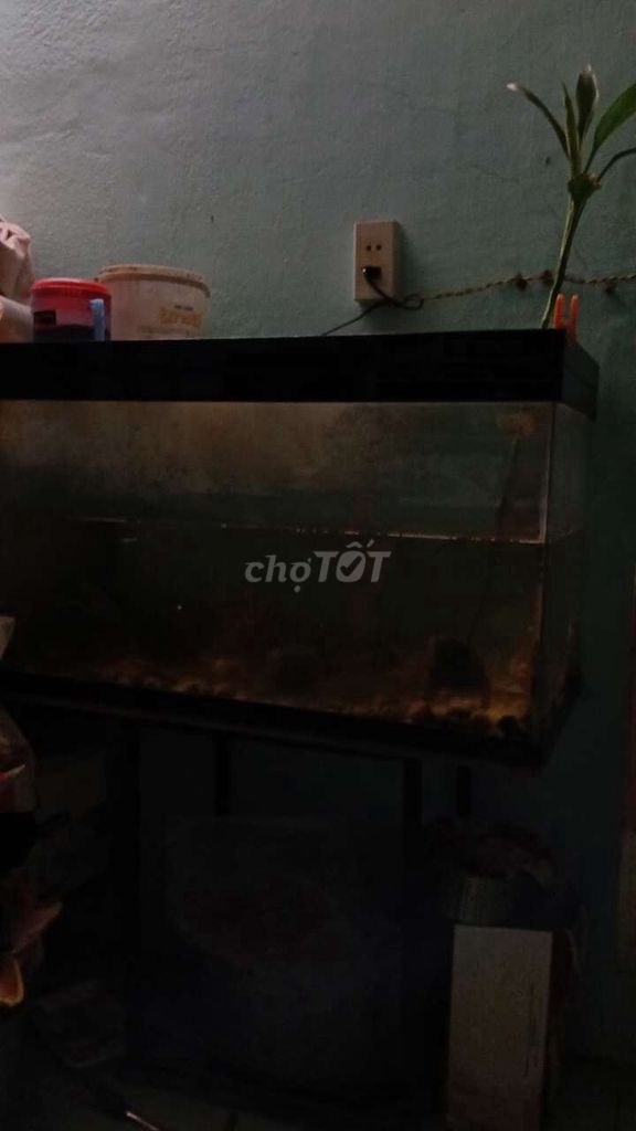 Bể cá Kính 40x80 Trong suốt. Mua bán Phụ kiện, Thức ăn, Dịch vụ tại Quận Phú Nhuận Tp Hồ Chí Minh được đăng bởi Q. Hải hình 1