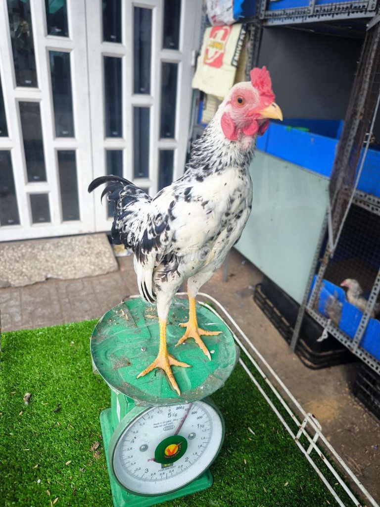 Gà Tre Chuối Tuyết 5 tháng. Mua bán Gà tại Thành phố Thủ Đức Tp Hồ Chí Minh được đăng bởi Deutsch ones hình 1