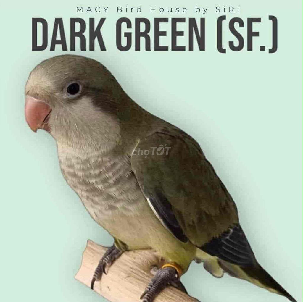Monk Dark green màu lạ. Mua bán Chim tại Huyện Củ Chi Tp Hồ Chí Minh được đăng bởi An Phạm hình 1