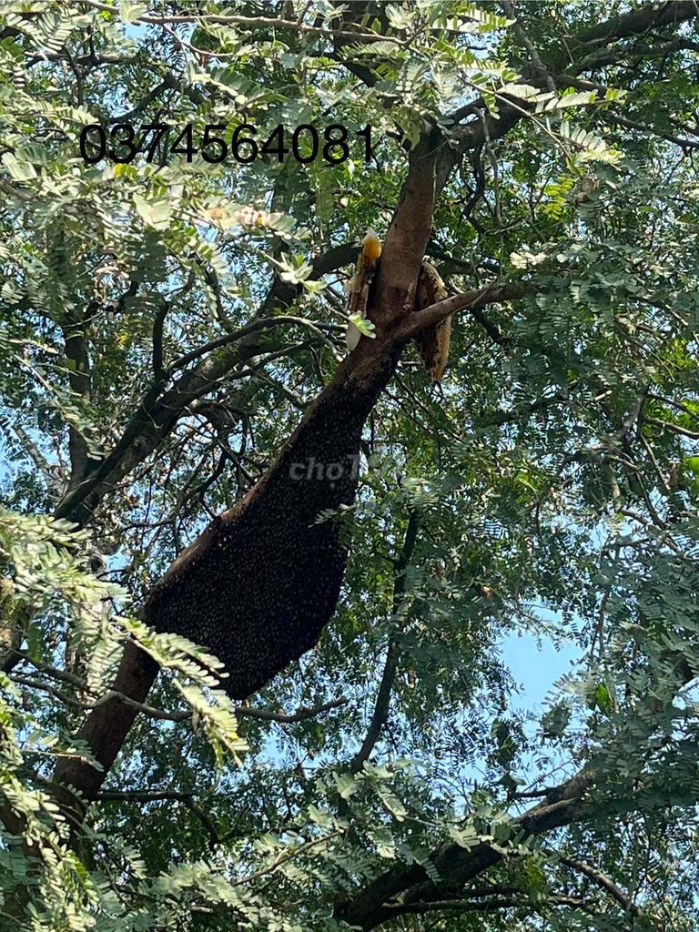 Mật ong Thiên nhiên. Mua bán Đồ ăn, thực phẩm và các loại khác tại Quận 12 Tp Hồ Chí Minh được đăng bởi Nguyễn Thị Hồng Ngân hình 1