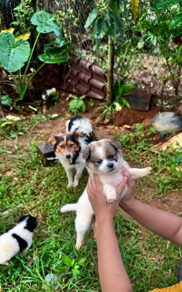 Chó Border Collie hơn 1 tháng tuổi. Mua bán Chó tại Huyện Bảo Lâm Lâm Đồng được đăng bởi văn thế hình 1