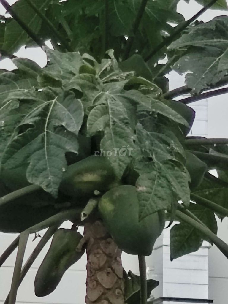 Motorola Edge 50s Pro 256GB Đã dùng. Mua bán Điện thoại tại Thành phố Phủ Lý Hà Nam được đăng bởi Tuan Hoang hình 1