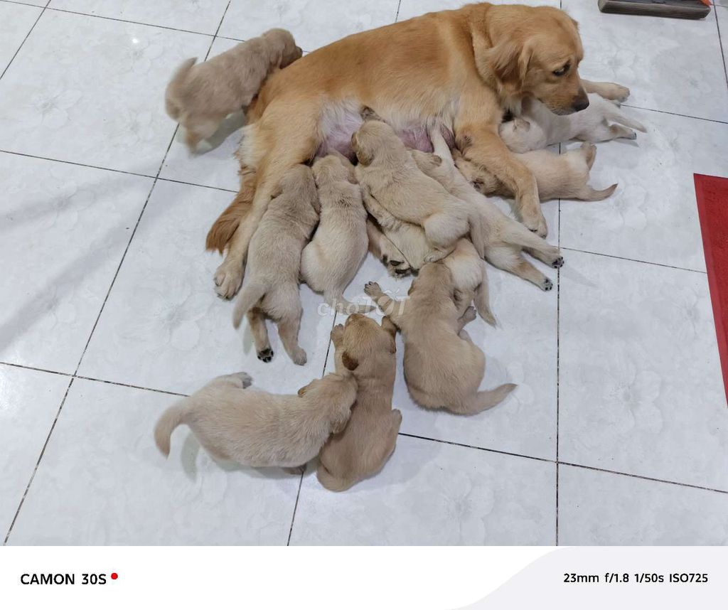 Chó Golden Retriever. Mua bán Chó tại Thành phố Bến Tre Bến Tre được đăng bởi Nguyễn Thành Tâm hình 1