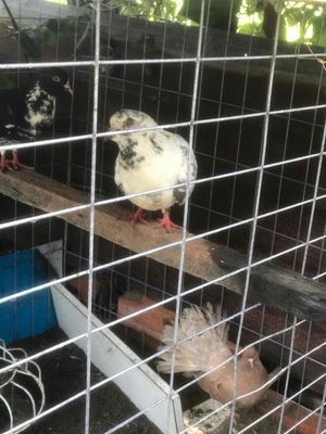 không nuôi nữa ban hết. Mua bán Chim tại Huyện Cần Giuộc Long An được đăng bởi nam nguyen