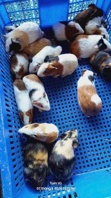 Bọ ú nhà nuôi đẻ mập ú không bệnh tật có bảo hành. Mua bán Thú cưng khác tại Thành phố Thủ Đức Tp Hồ Chí Minh được đăng bởi Pets Crush Sài Gòn 