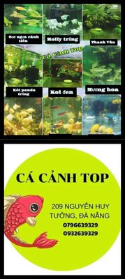 Cá cảnh Top logo
