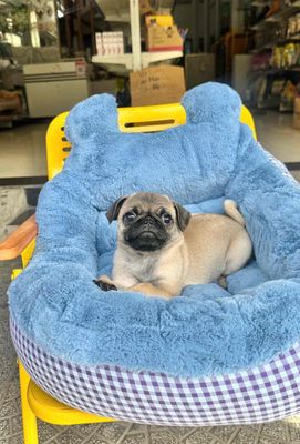 Chó Pug nhỏ gọn thân thiện