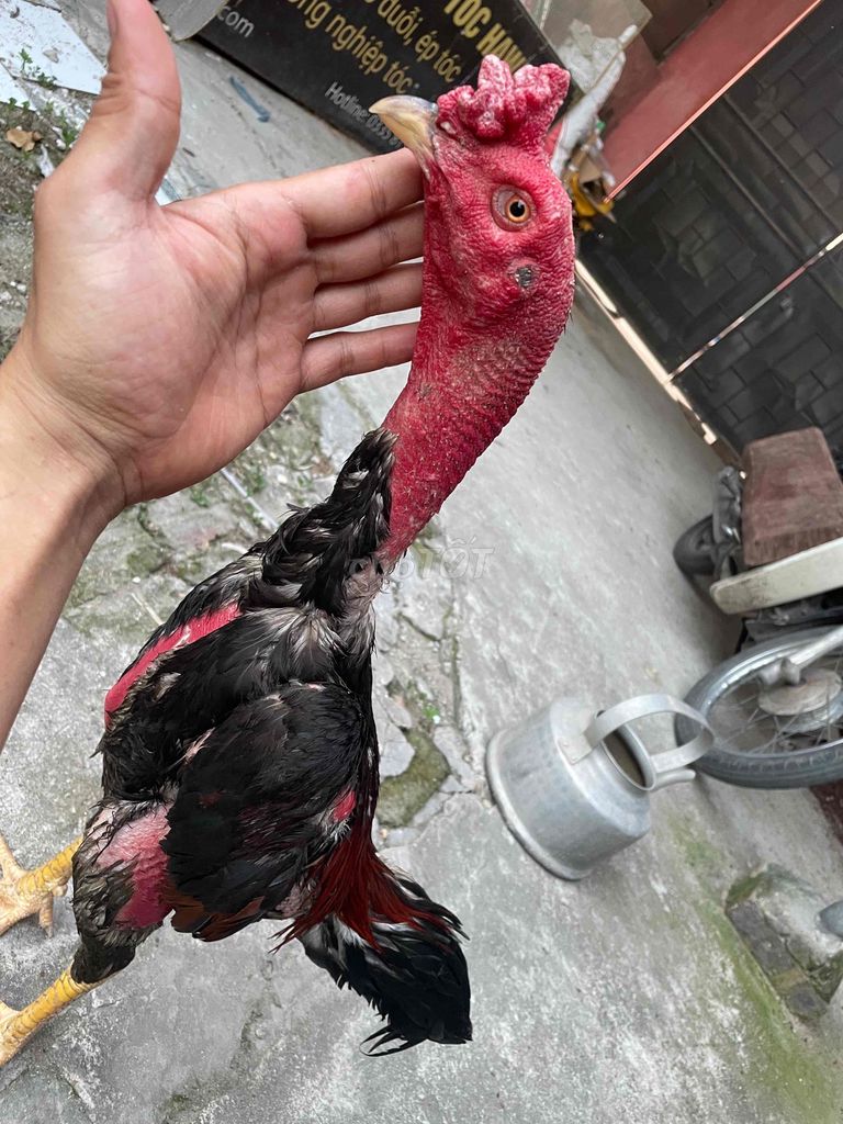 Gà chọi Đực 2.9kg chân vàng. Mua bán Gà tại Huyện Gia Lâm Hà Nội được đăng bởi Tuấn Ssang hình 1