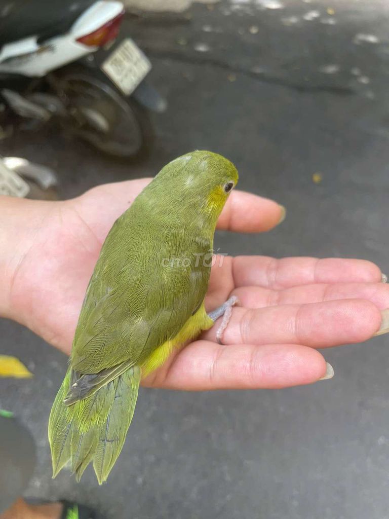 Chim parrotler non thuần cute