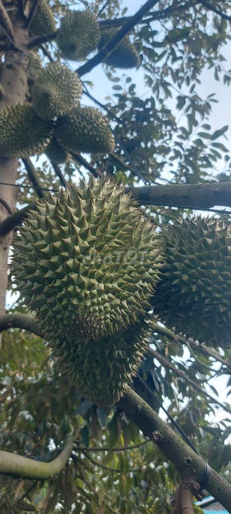Sầu riêng Ri6. Mua bán Đồ ăn, thực phẩm và các loại khác tại Quận Cái Răng Cần Thơ được đăng bởi Hoài hình 1