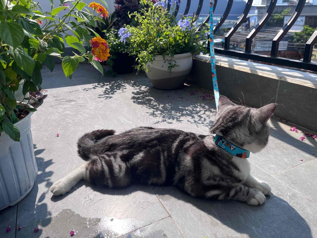 Mèo Tabby ALN đực. Mua bán Mèo tại Quận 12 Tp Hồ Chí Minh được đăng bởi Tên chưa cung cấp hình 1