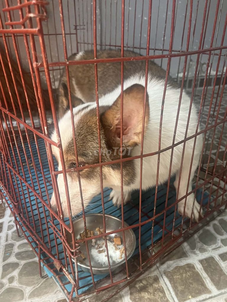 Chó Corgi đực 5 tuổi. Mua bán Chó tại Quận Gò Vấp Tp Hồ Chí Minh được đăng bởi Tên chưa cung cấp hình 1