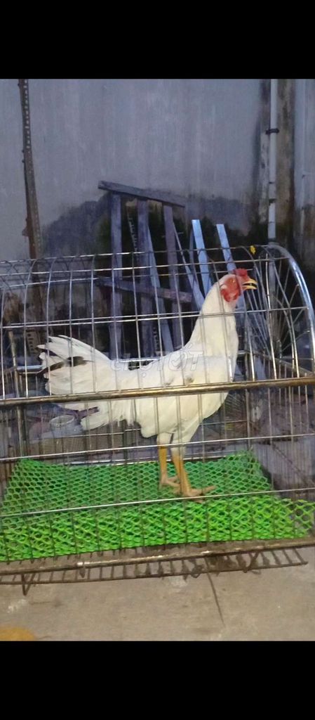 Cần bán gà trống trắng 2,2ký gà bướm gà bạch nhạn. Mua bán Gà tại Huyện Củ Chi Tp Hồ Chí Minh được đăng bởi Nguyễn Huy hình 1