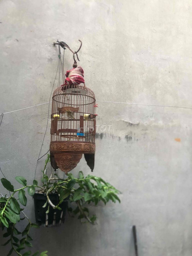 Chim khuyên đực hơn 1 năm. Mua bán Chim tại Quận Cầu Giấy Hà Nội được đăng bởi Đỗ Ngọc hình 1