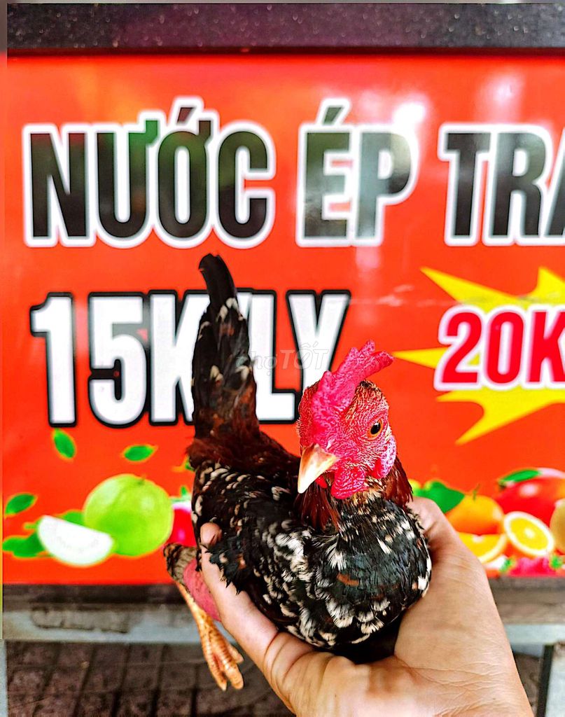 Gà tre trống 9 tháng. Mua bán Gà tại Thành phố Long Xuyên An Giang được đăng bởi Tuấn hình 1
