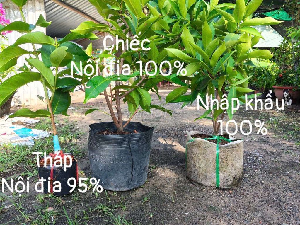 Cây mận trái ngon ngọt. Mua bán Cây cảnh, đồ trang trí tại Huyện Gò Dầu Tây Ninh được đăng bởi Dương hình 1