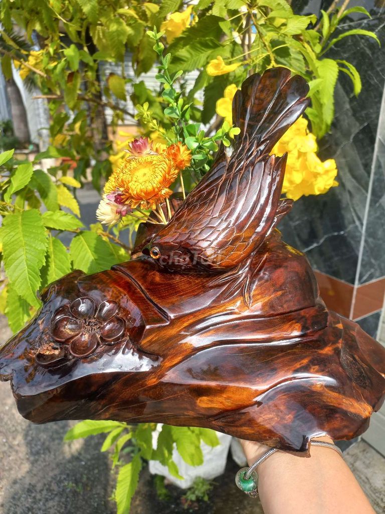 ĐỘC BẢN CHIM TRĨ NGẮM MAI