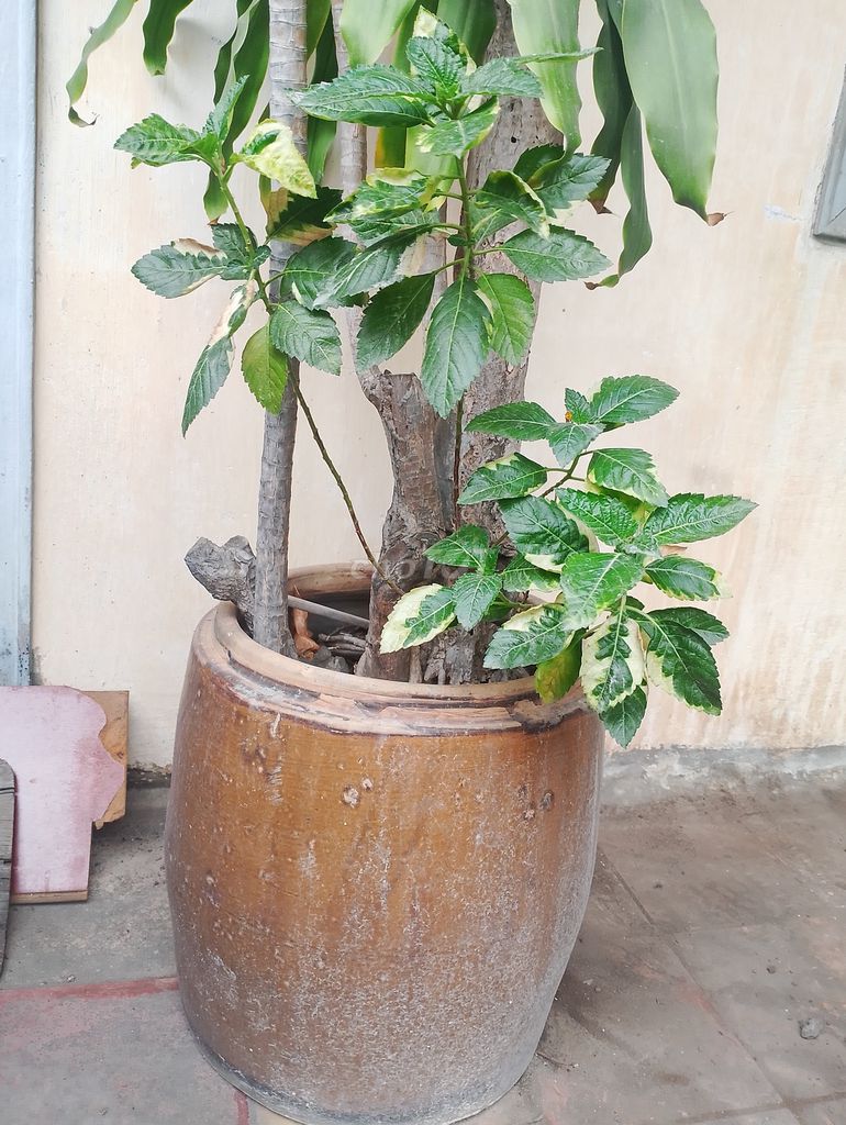 Chậu trồng cây Đất Sứ. Mua bán Cây cảnh, đồ trang trí tại Quận 3 Tp Hồ Chí Minh được đăng bởi NGUYEN THI NGOC DUNG hình 1