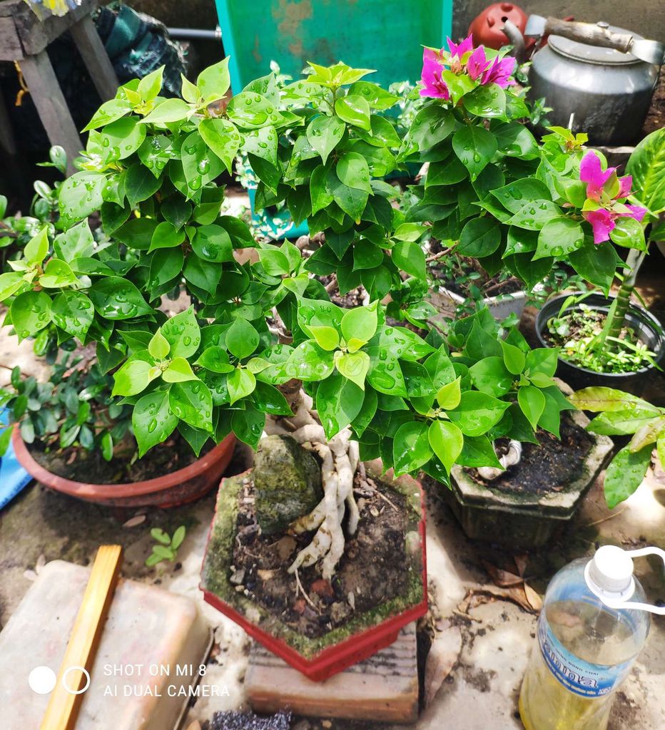 Cây cảnh bonsai hồng nhỏ nhắn dễ chăm sóc. Mua bán Cây cảnh, đồ trang trí tại Thành phố Nha Trang Khánh Hòa được đăng bởi Nguyễn Thanh hình 1