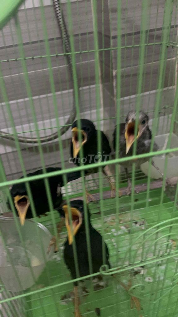 Chim sáo đen,cưỡng non thả chơi như gà,dạn. Mua bán Chim tại Quận 12 Tp Hồ Chí Minh được đăng bởi nguyễn tuấn hình 1