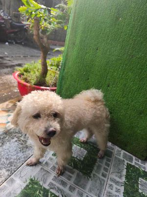Chó trắng Poodle