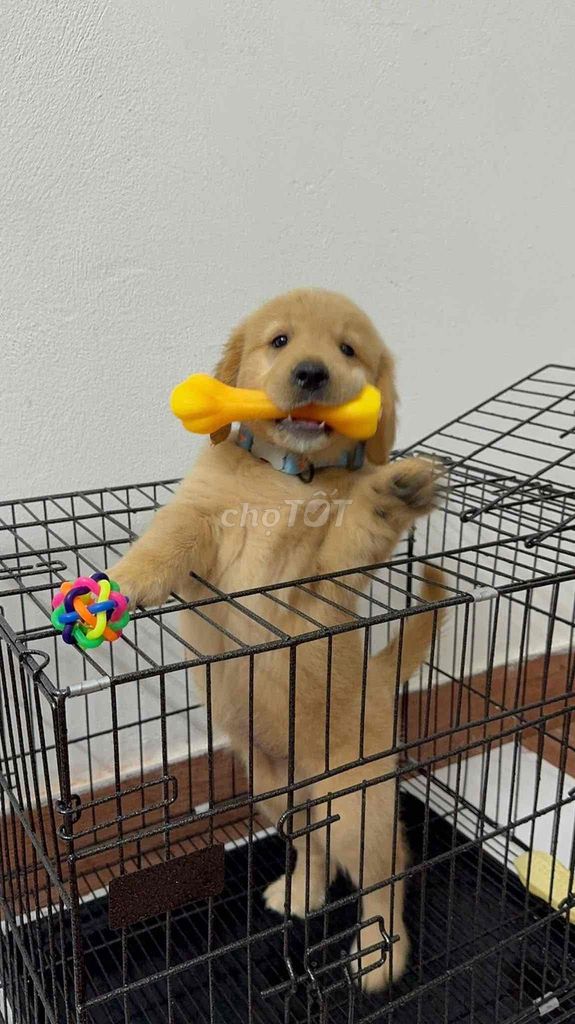 Chó Golden Retriever cái 2 tháng đã tiêm. Mua bán Chó tại Quận Tây Hồ Hà Nội được đăng bởi Chan hình 1