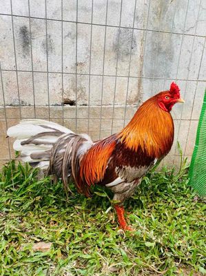 xám 3kg3 chia ae đổ máy. Mua bán Gà tại Quận Ninh Kiều Cần Thơ được đăng bởi Huy65