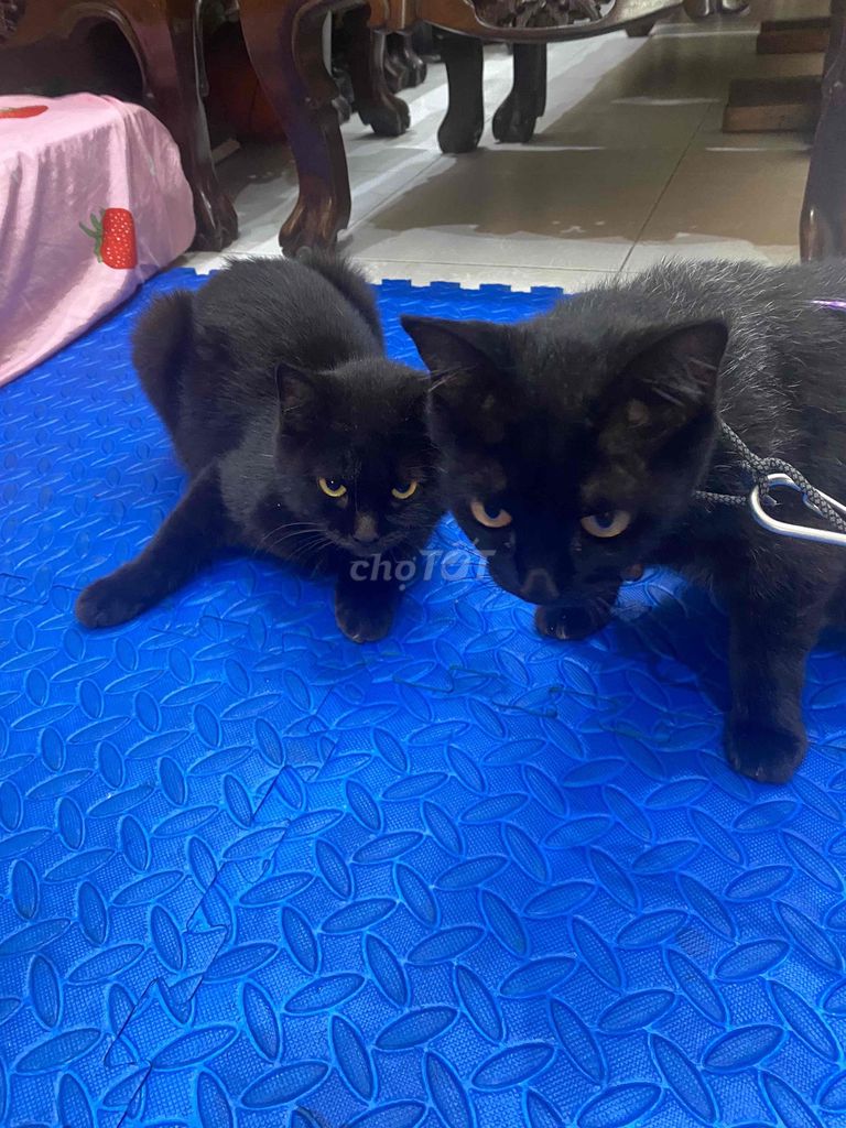 cần bán gấp đôi mèo anh. Mua bán Mèo tại Quận Hoàn Kiếm Hà Nội được đăng bởi thanh phan hình 1