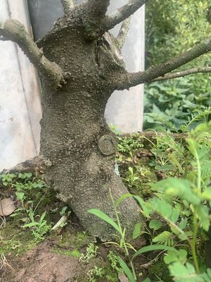 Dâm bụt góc to. Mua bán Cây cảnh, đồ trang trí tại Huyện Châu Thành Đồng Tháp được đăng bởi Huỳnh