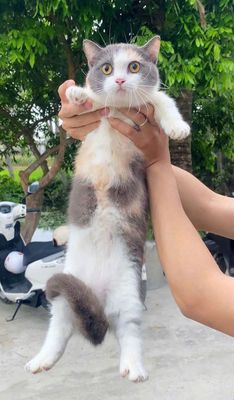 Mèo munchkin tam thể cái chưa sinh sản sẵn hcm