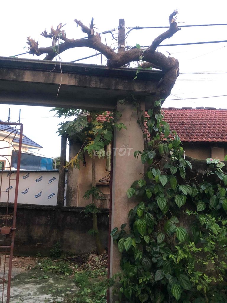 Cây cảnh Hoa giấy 2 màu 4m. Mua bán Cây cảnh, đồ trang trí tại Huyện Sông Lô Vĩnh Phúc được đăng bởi Lê Quang Tĩnh hình 1