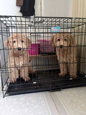 Chó Poodle đực trên 3 tháng đã tiêm