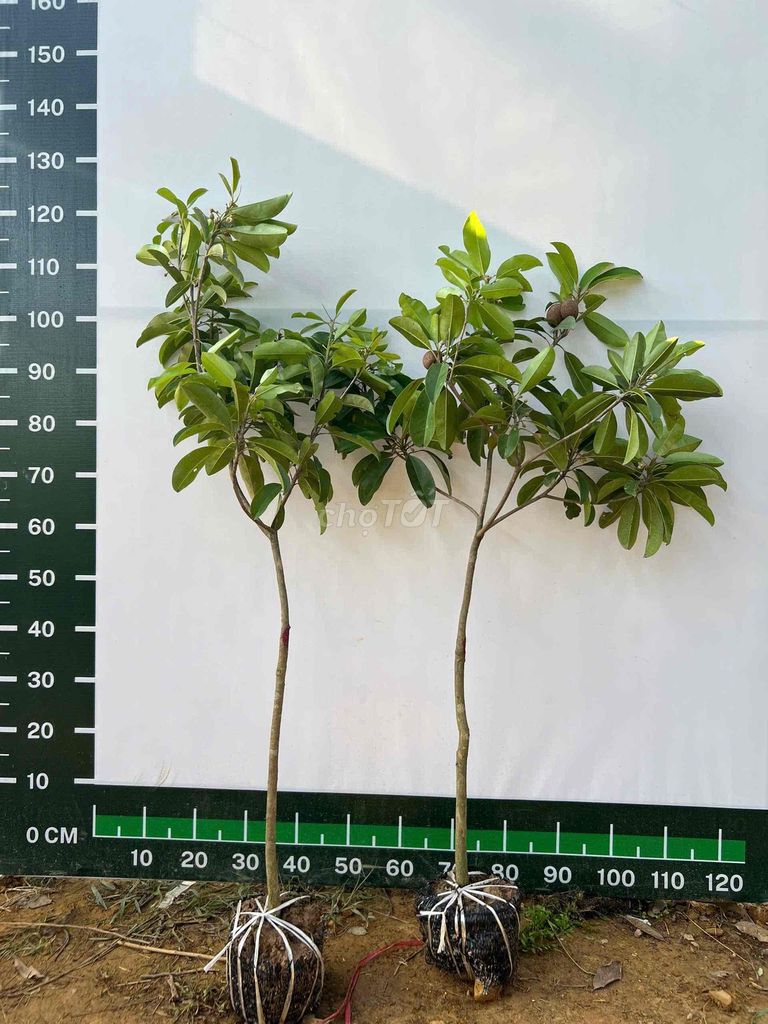 Cây giống Hồng xiêm. Mua bán Cây cảnh, đồ trang trí tại Huyện Sông Lô Vĩnh Phúc được đăng bởi Nhà vườn Ngọc Trang hình 1