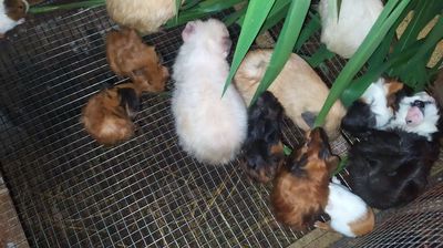 Bọ ú - Chuột lang. Mua bán Thú cưng khác tại Huyện Bàu Bàng Bình Dương được đăng bởi Gian Tran Minh