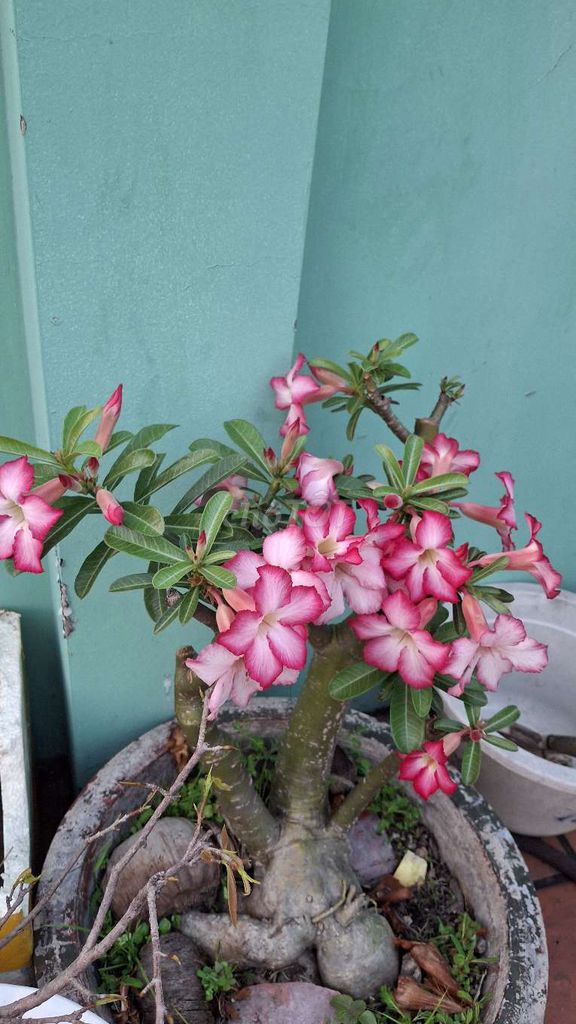 Hoa sứ hồng trắng chơi Tết. Mua bán Cây cảnh, đồ trang trí tại Quận Gò Vấp Tp Hồ Chí Minh được đăng bởi Thủ hình 1