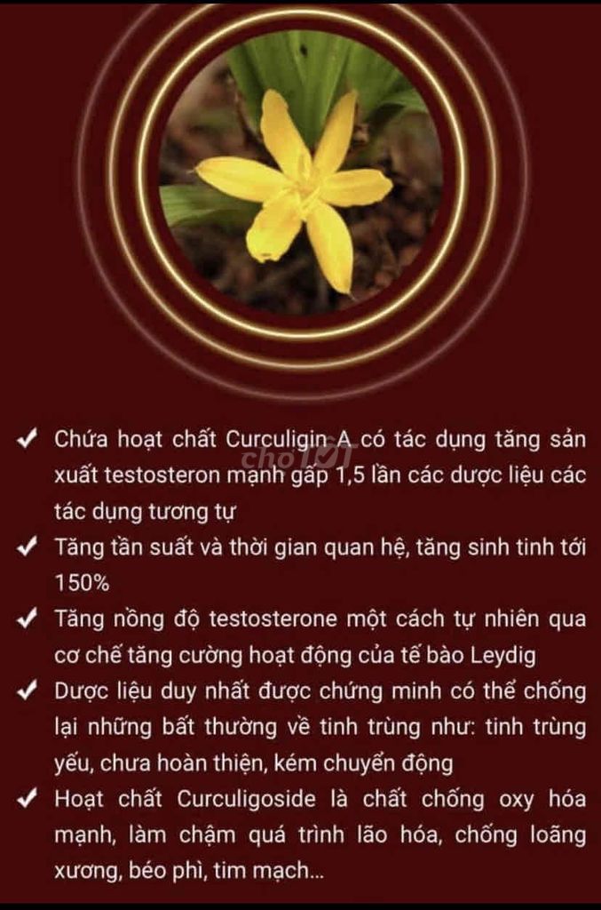 sâm cau -dùng tốt cho SK