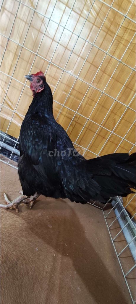Gà nòi mái đen 2.5 kg. Mua bán Gà tại Quận 10 Tp Hồ Chí Minh được đăng bởi Khoi hình 1